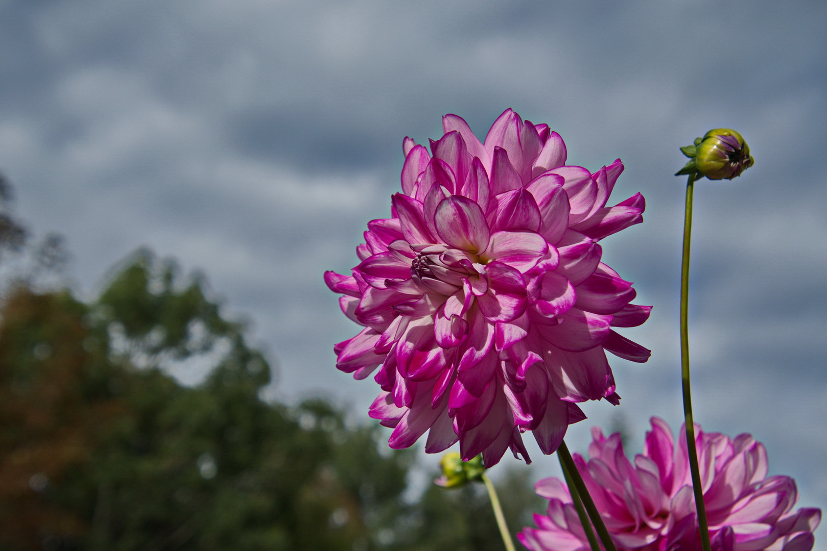 Dahlien - Blumen mit Migrationshintergrund (Mittelamerika) 