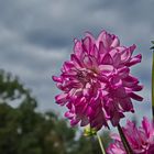 Dahlien - Blumen mit Migrationshintergrund (Mittelamerika) 