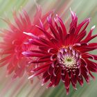  Dahlien (Dahlia)