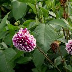 Dahlien, die beiden "Grazien" auf der Blumenwiese.