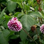 Dahlien, die beiden "Grazien" auf der Blumenwiese.