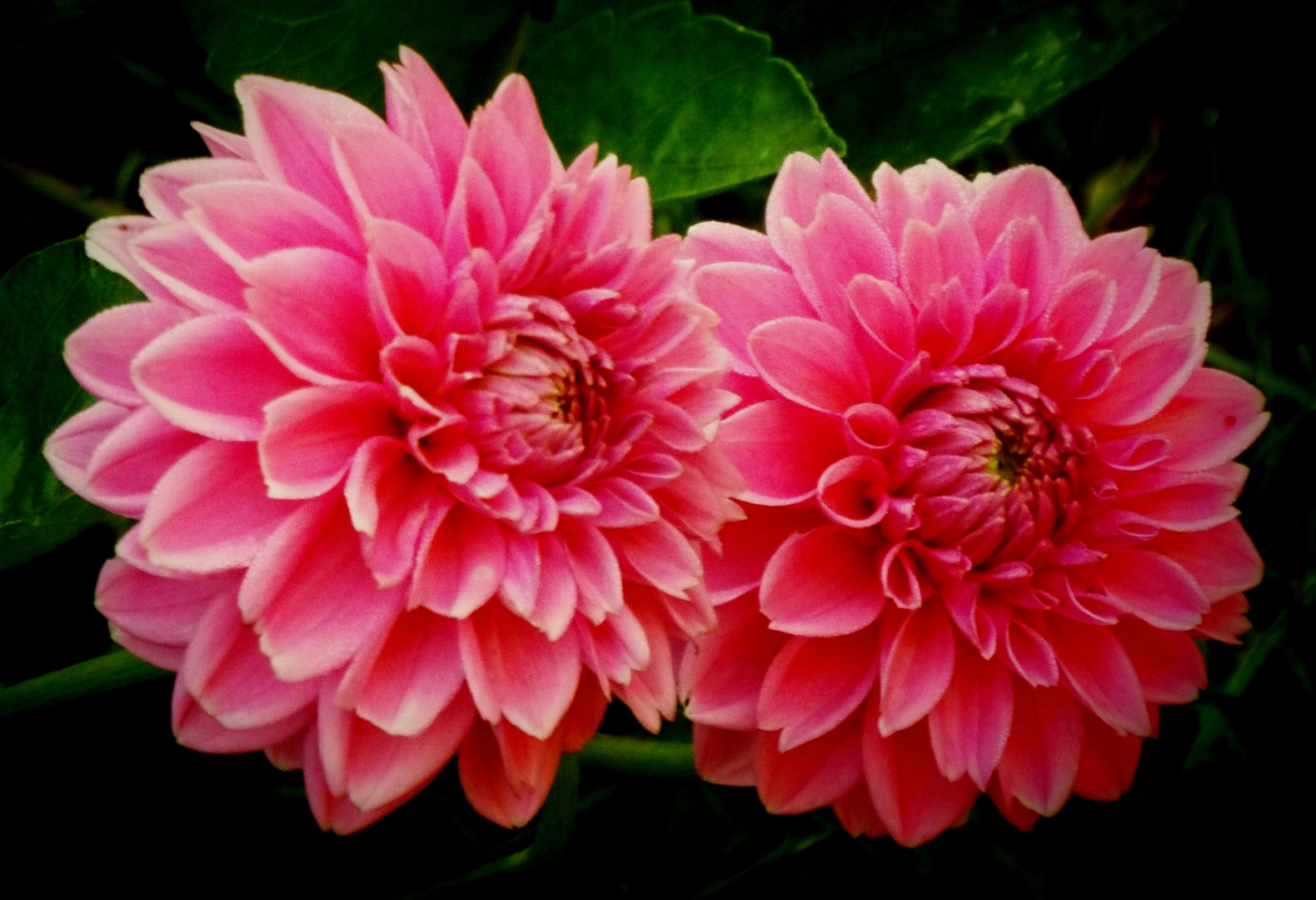 Dahlien Duo Foto & Bild natur, pflanzen, blüten Bilder auf