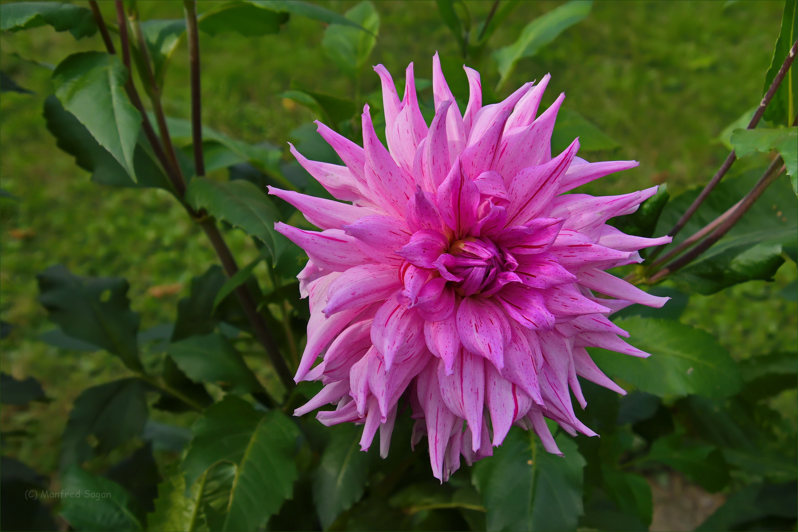 Dahlien - eine unglaublichen Vielfalt an Farbe, Größe und Blütenform…