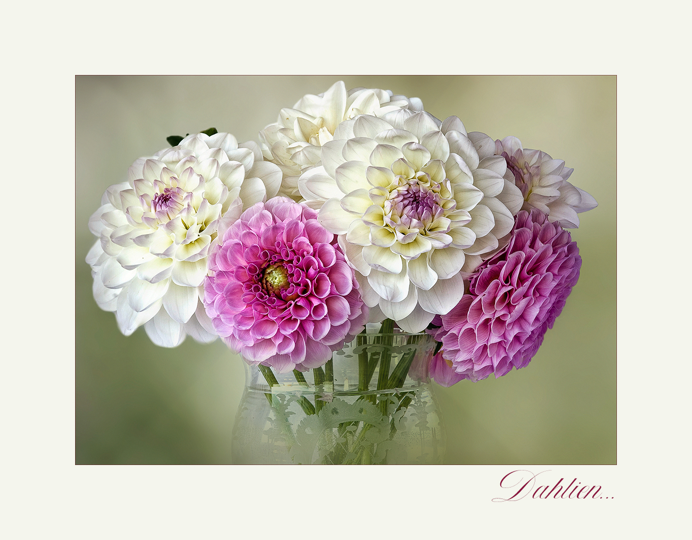 Dahlien - Georginen - Dahlia....