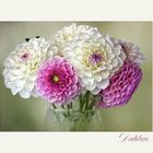 Dahlien - Georginen - Dahlia....