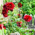 Dahlien im Bauerngarten