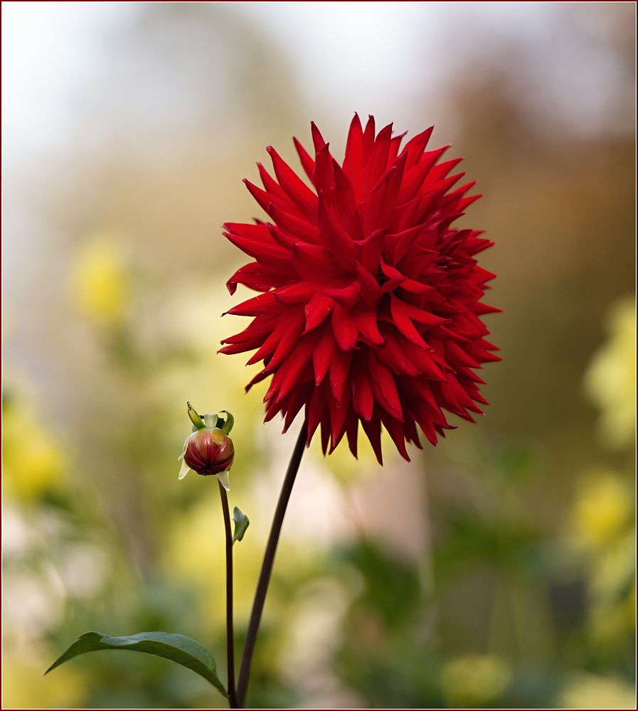 Dahlien - im Bot. Garten Linz blühen noch viele.....