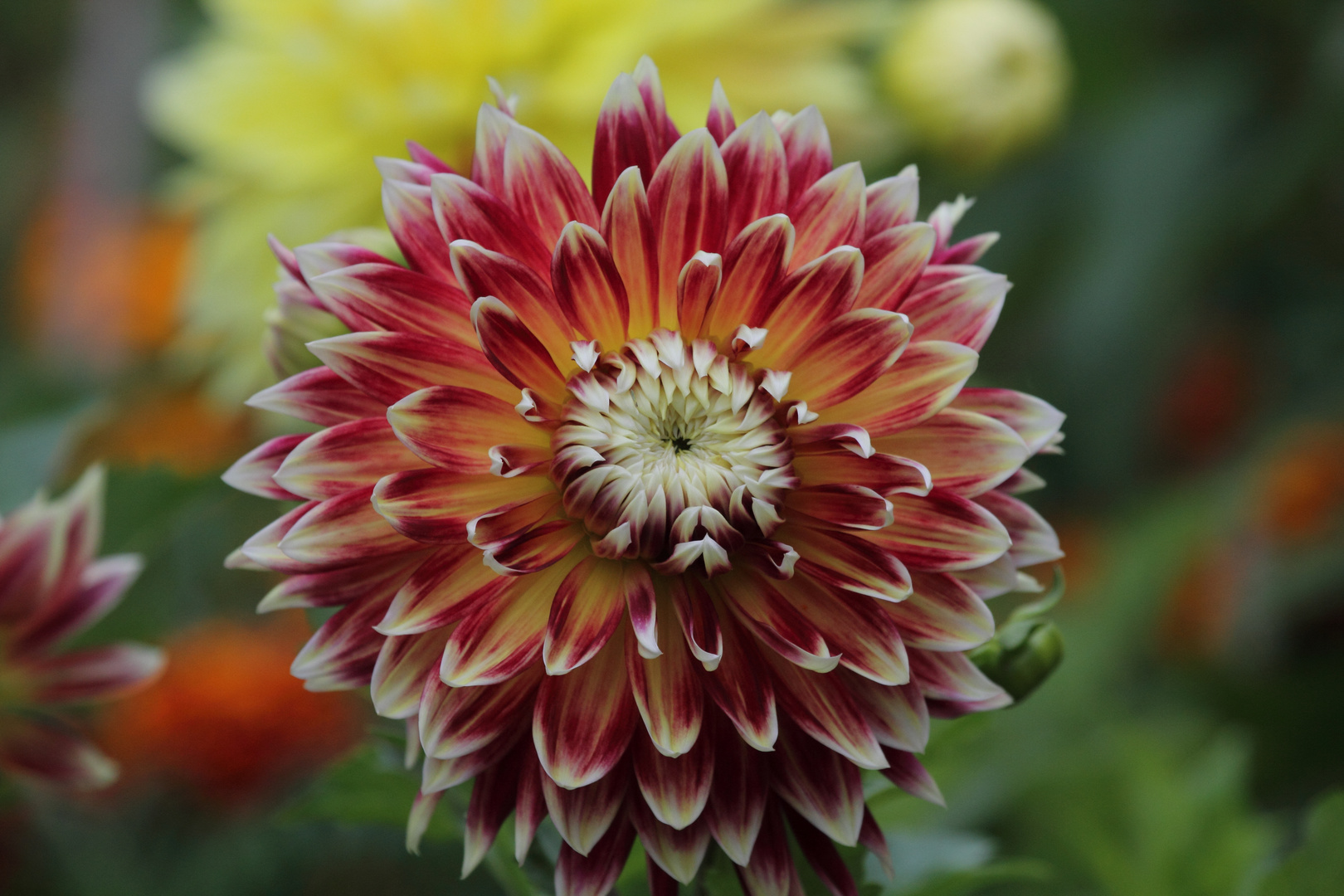 Dahlien im Britzer Garten