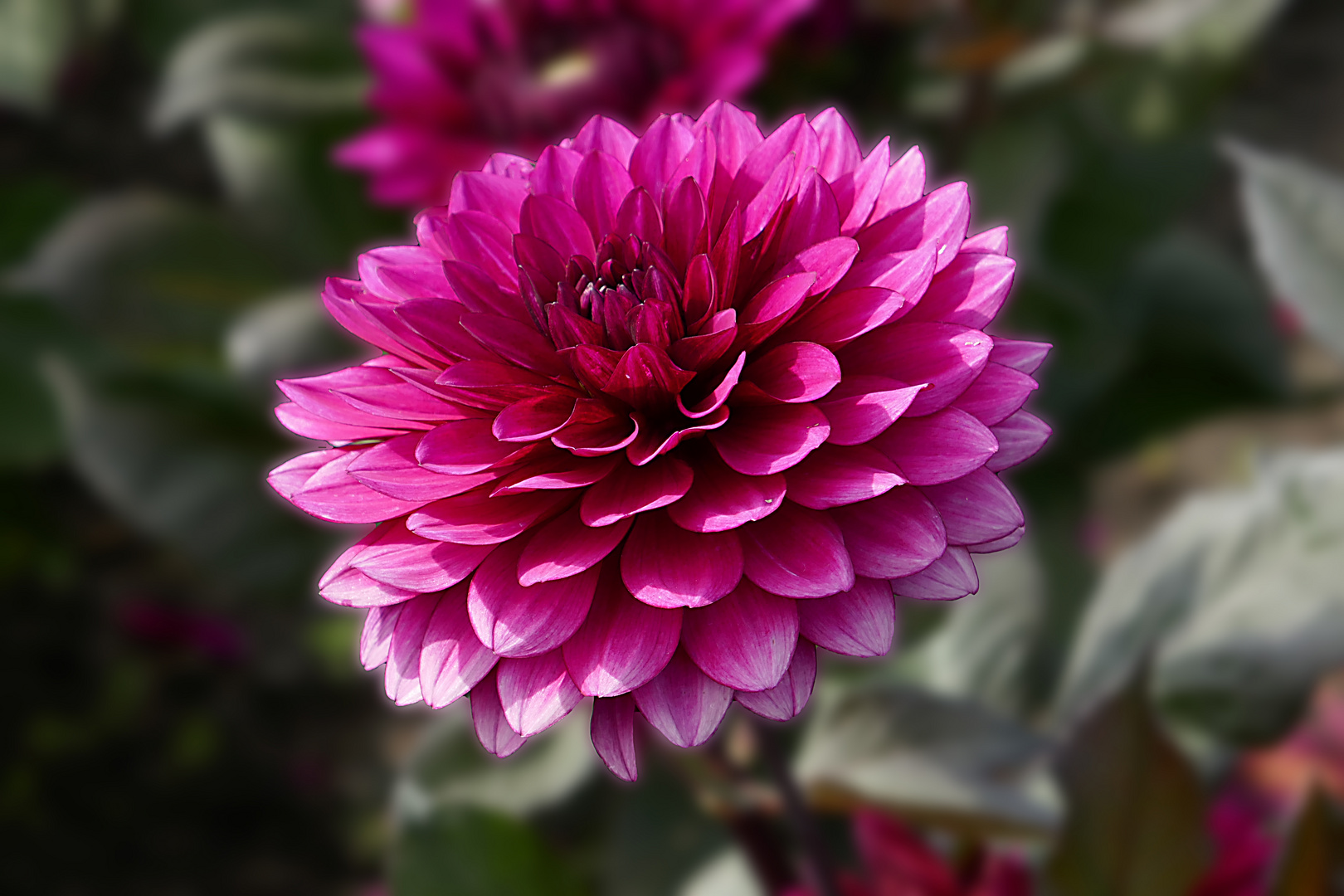 Dahlien im Britzer Garten 