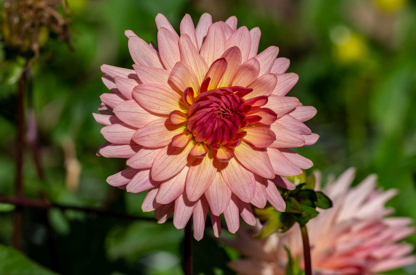 Dahlien im Fürther Stadtpark