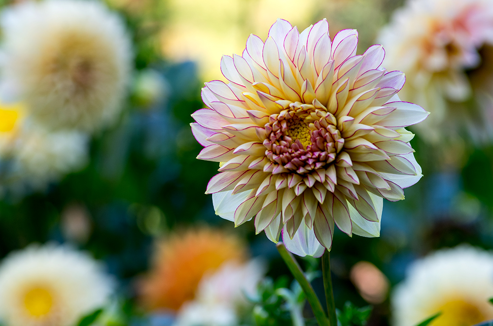 Dahlien im Fürther Stadtpark (1)