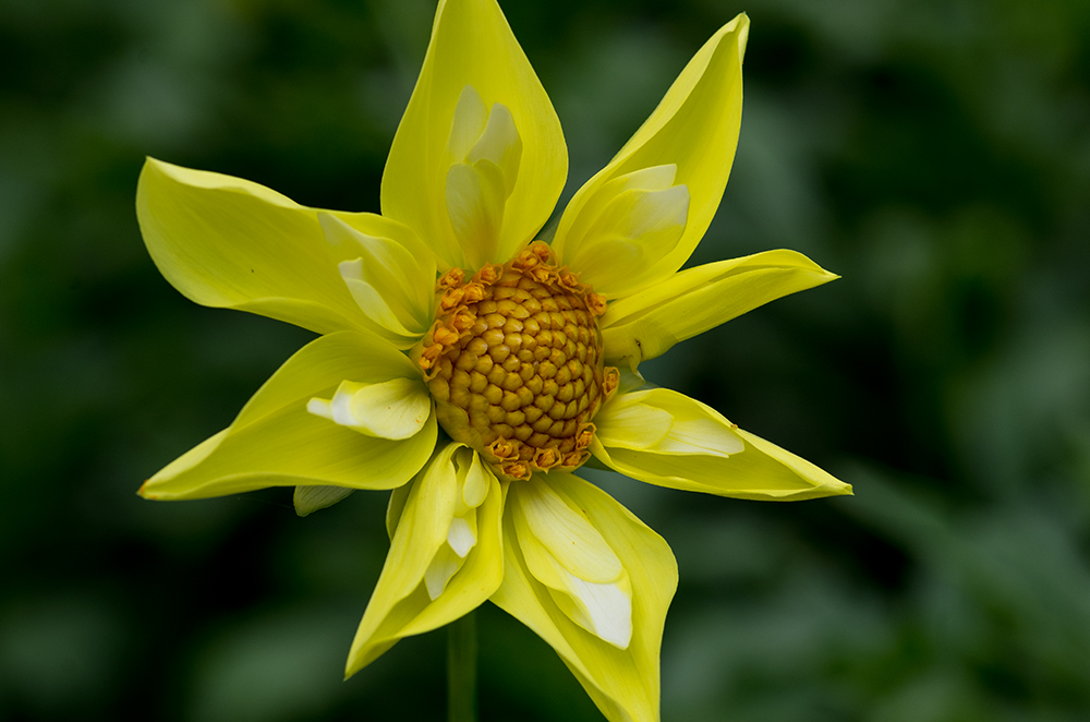 Dahlien im Fürther Stadtpark (3)