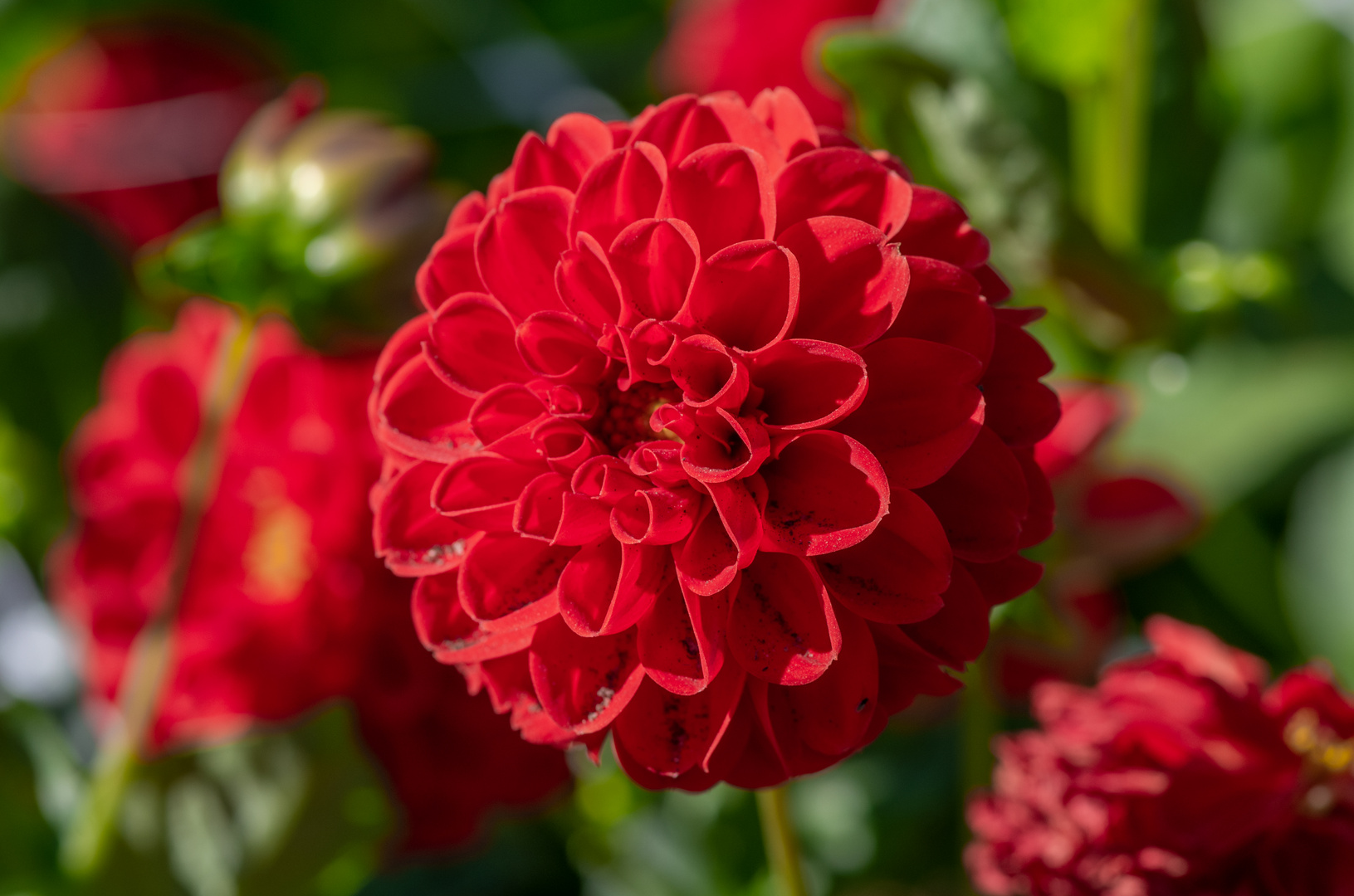 Dahlien im Fürther Stadtpark