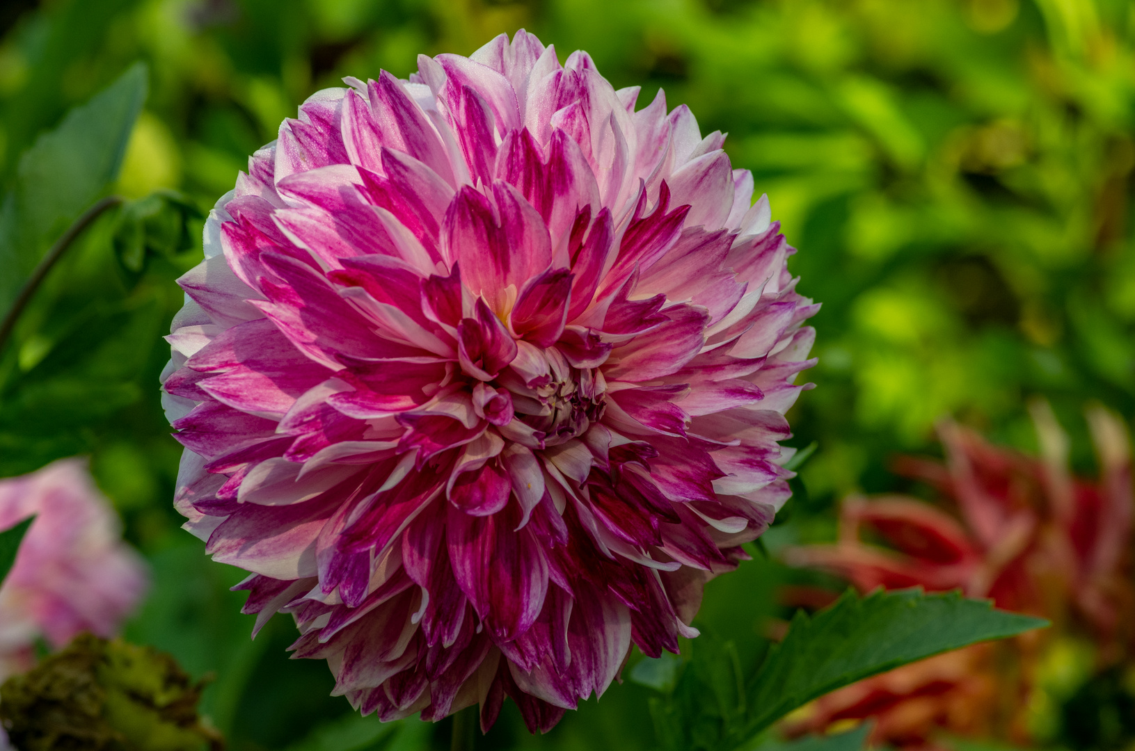 Dahlien im Fürther Stadtpark