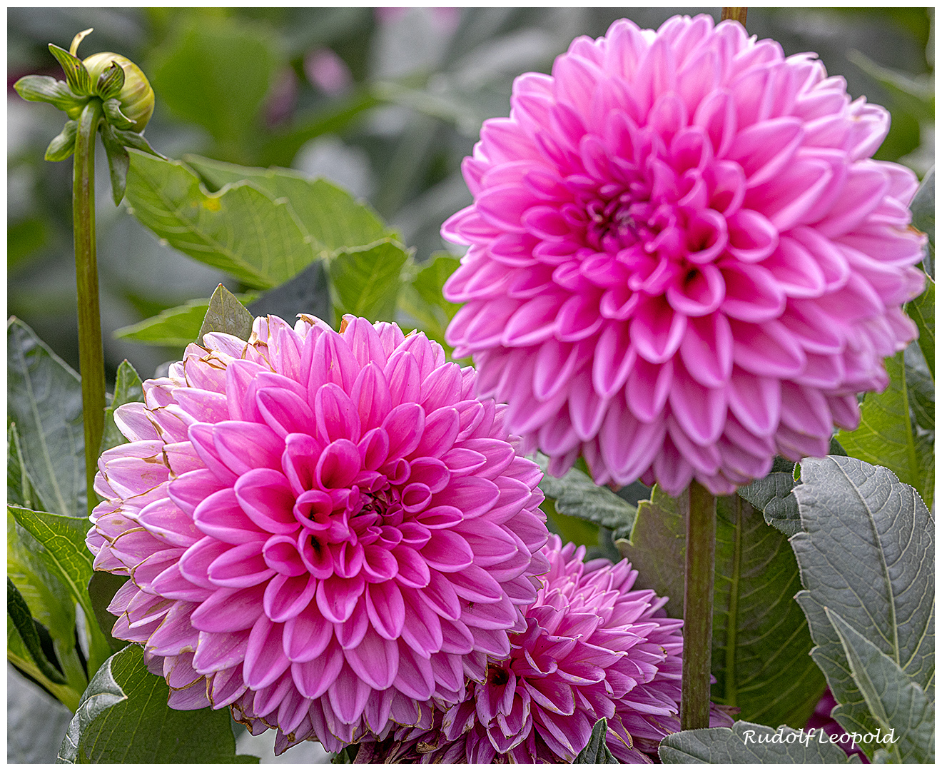 Dahlien im Garten