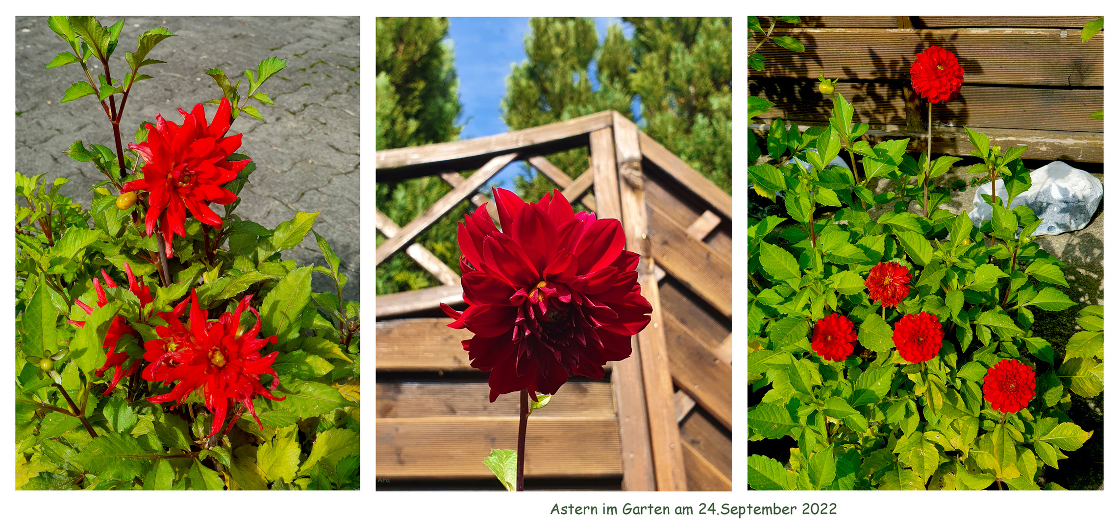 Dahlien im Garten