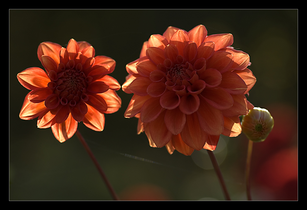 Dahlien im Gegenlicht