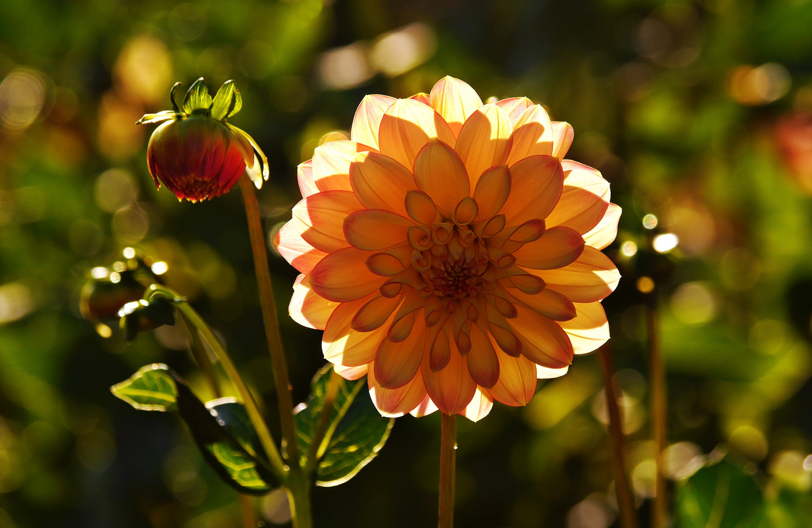 Dahlien im Gegenlicht