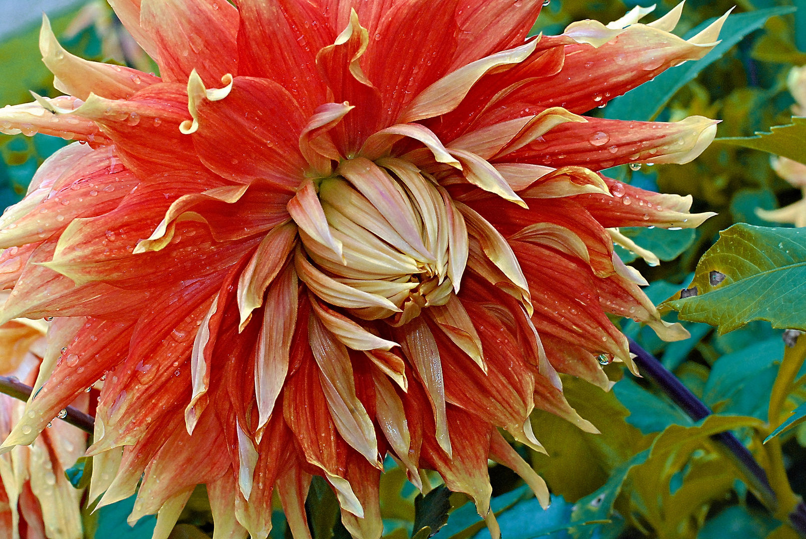 Dahlien im Großen Garten I Foto & Bild deutschland, europe, sachsen