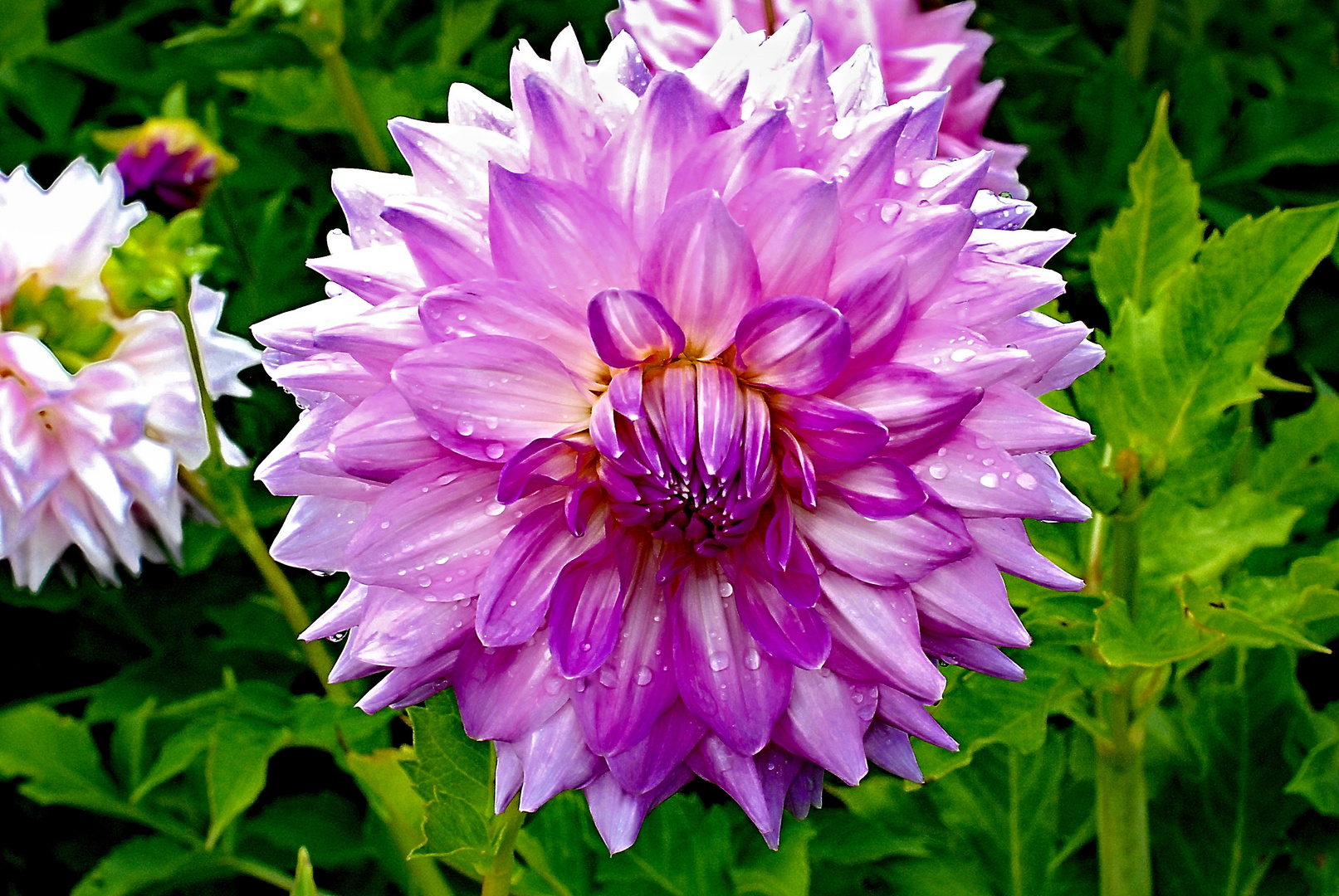 Dahlien im Großen Garten II