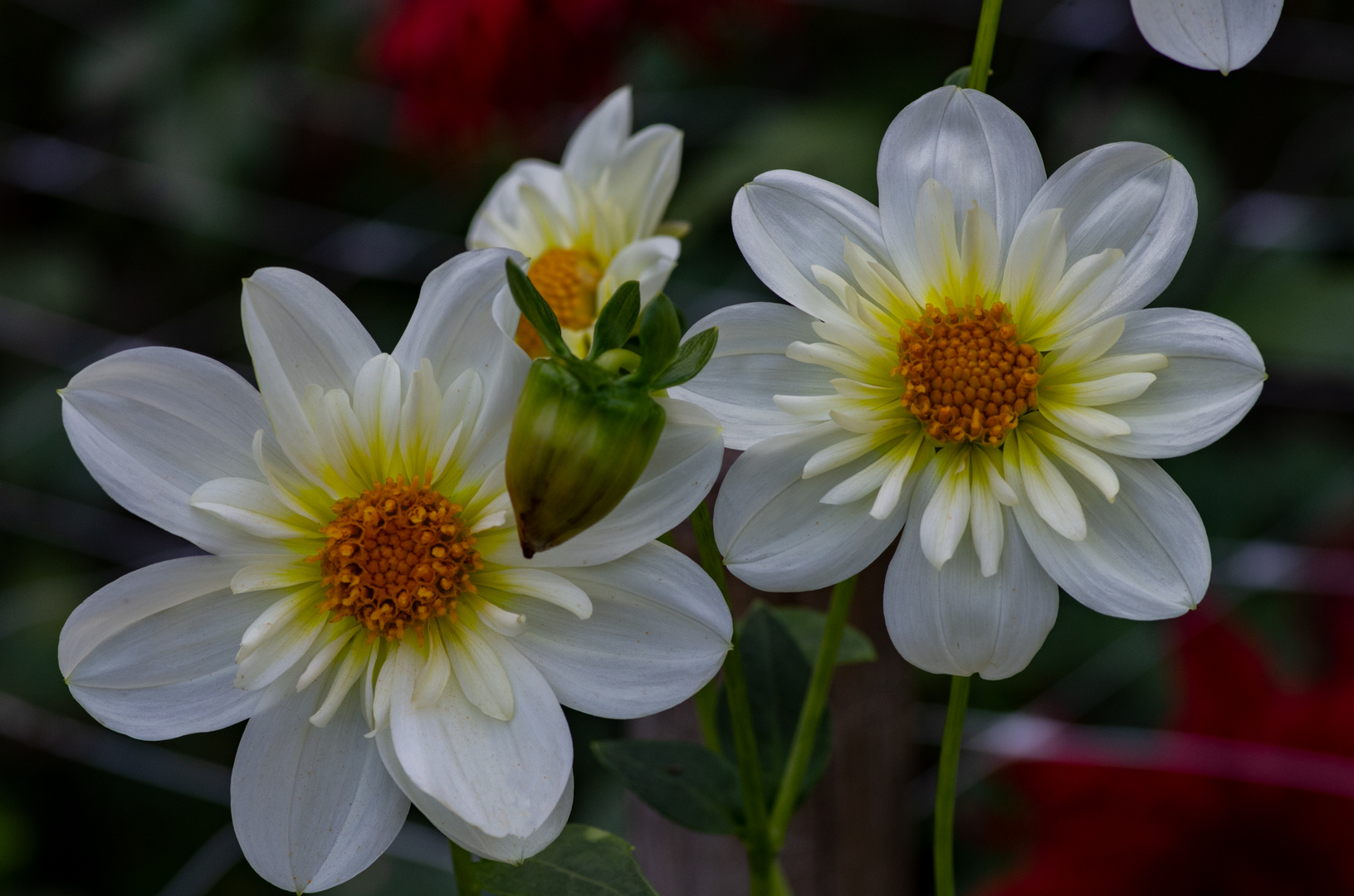 Dahlien im Herbst