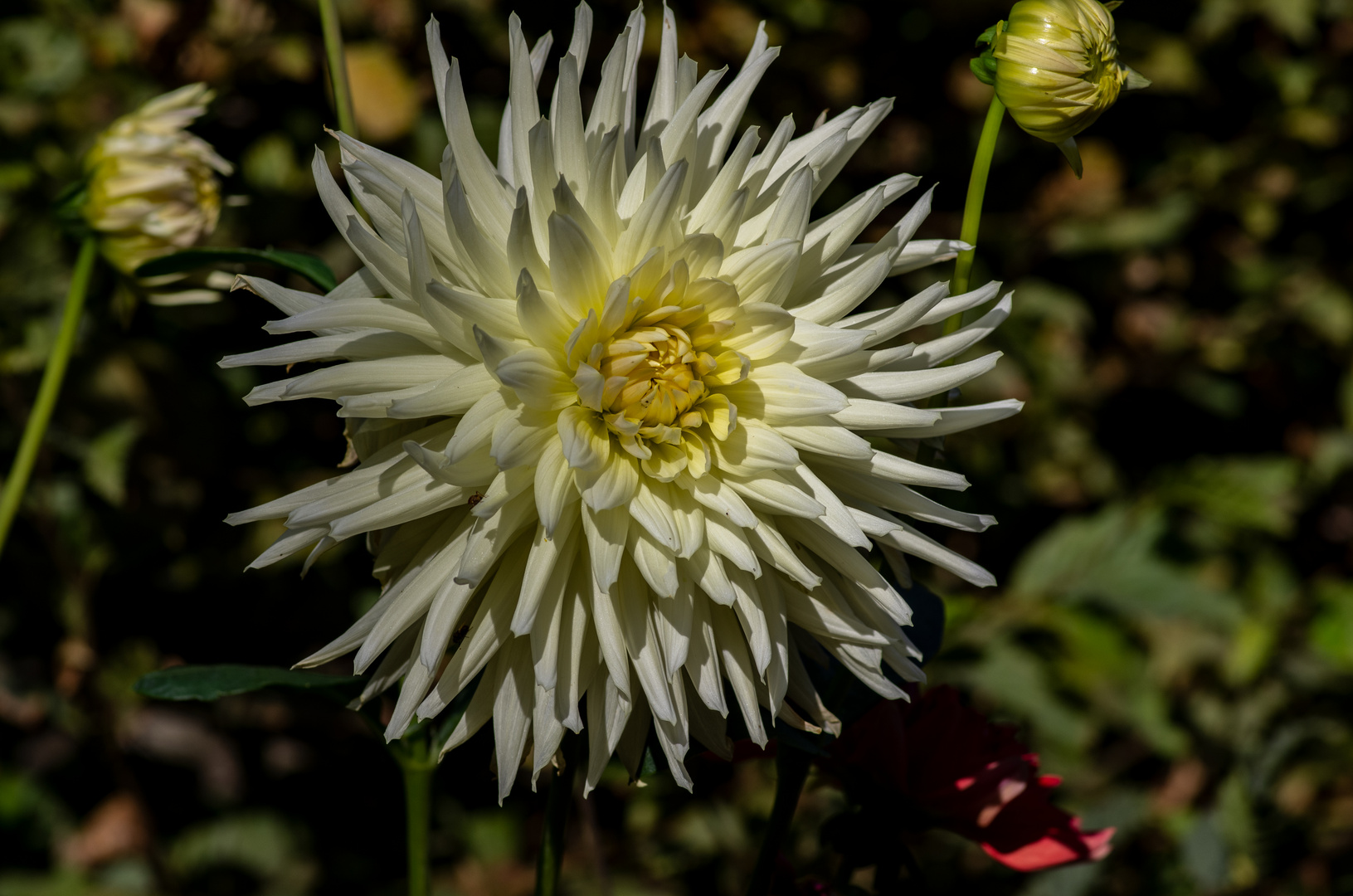 Dahlien im Herbst