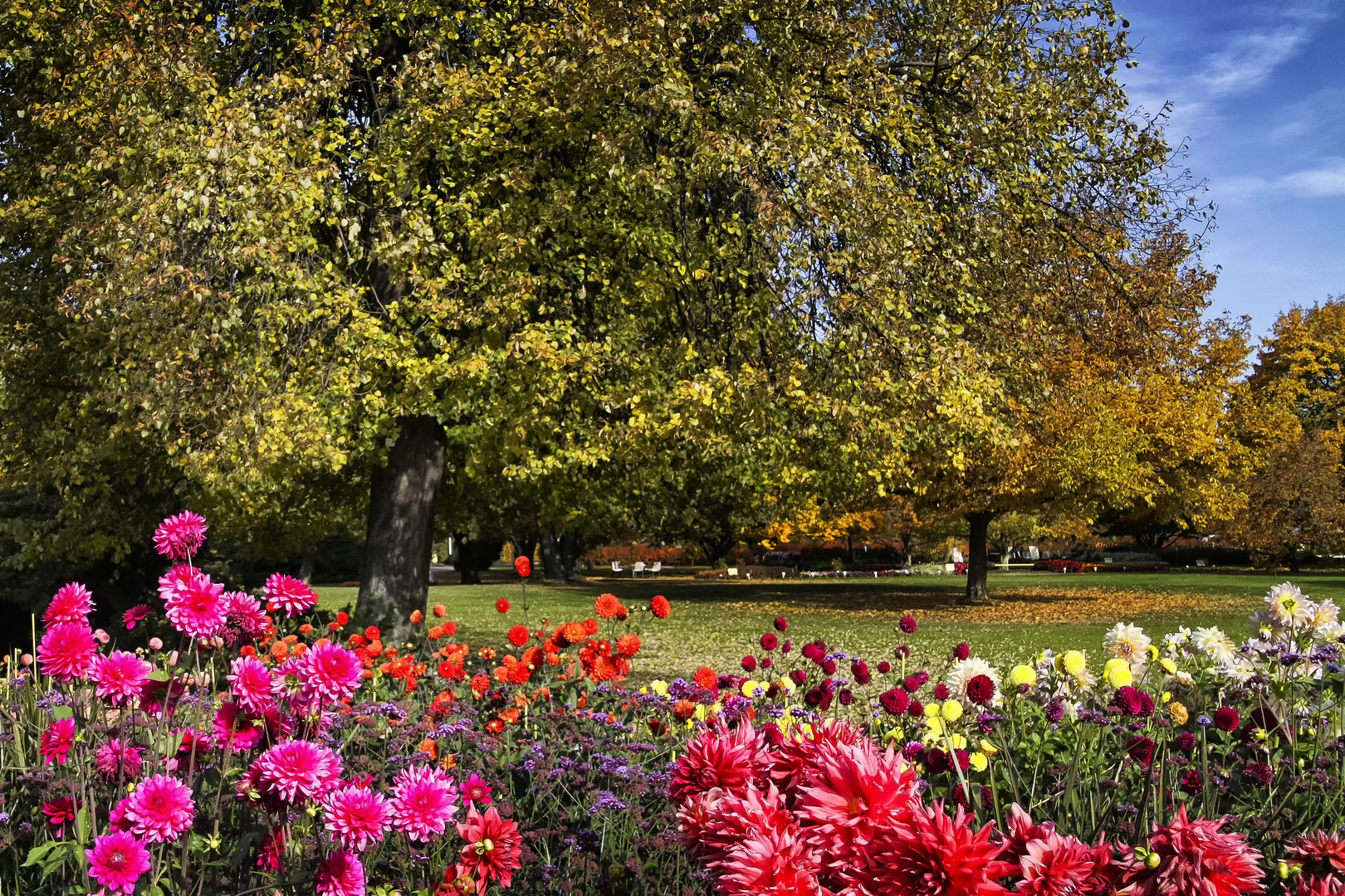 Dahlien im Herbst