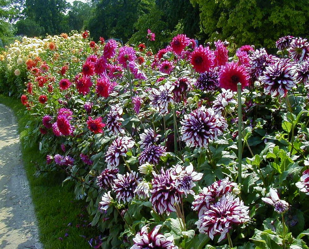 Dahlien im Palmengarten Ffm