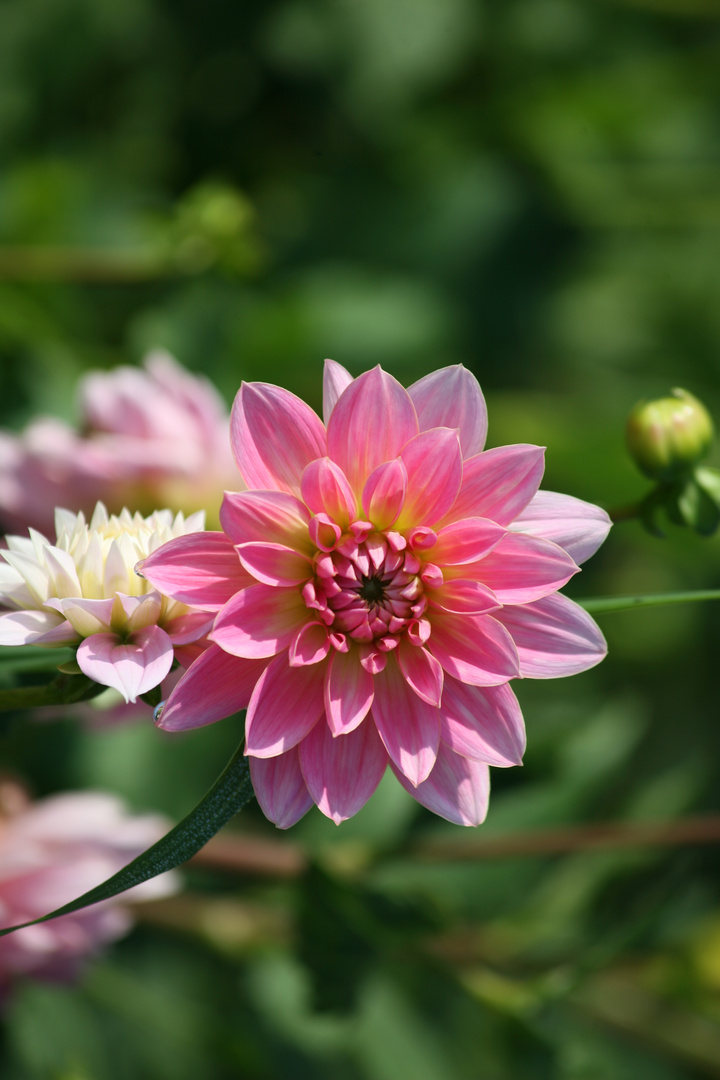 Dahlien im September!