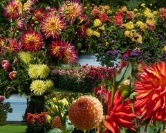 Dahlien Impressionen von der Insel Mainau