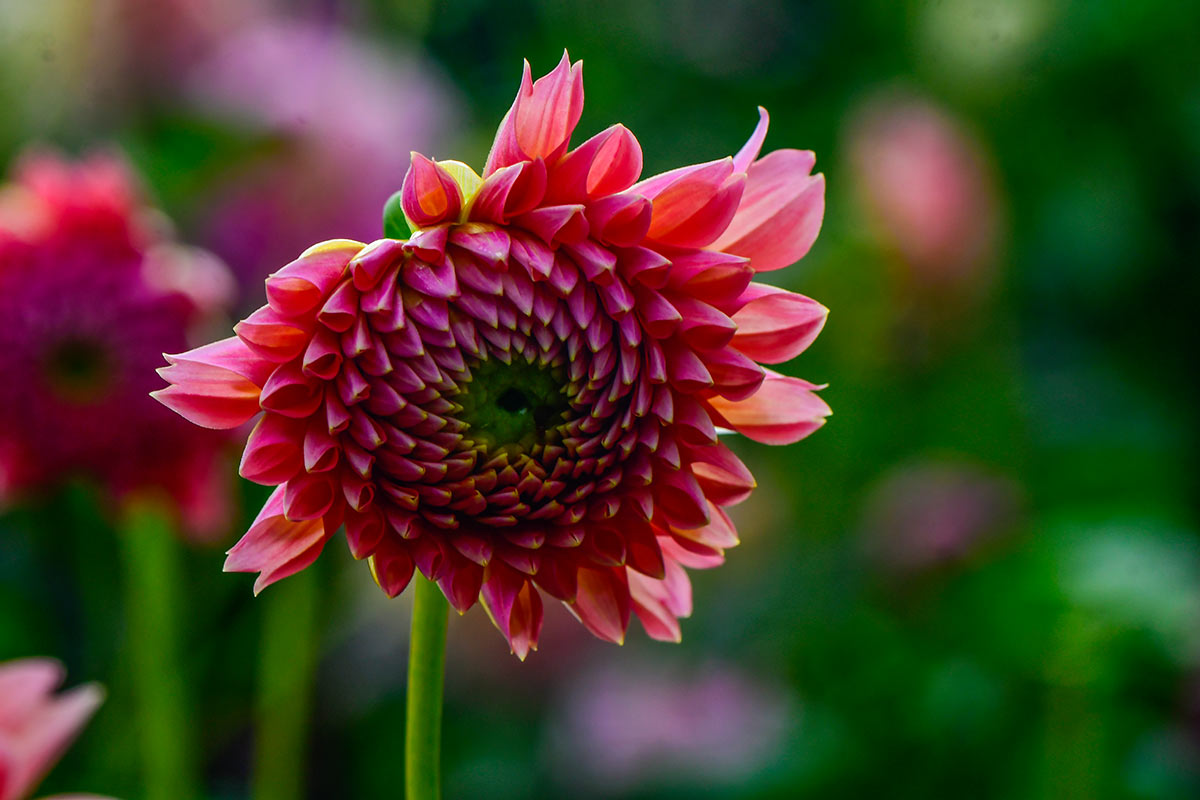 Dahlien in den Gärten von Trauttmansdorff