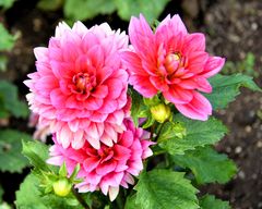 Dahlien in der Kölner Flora