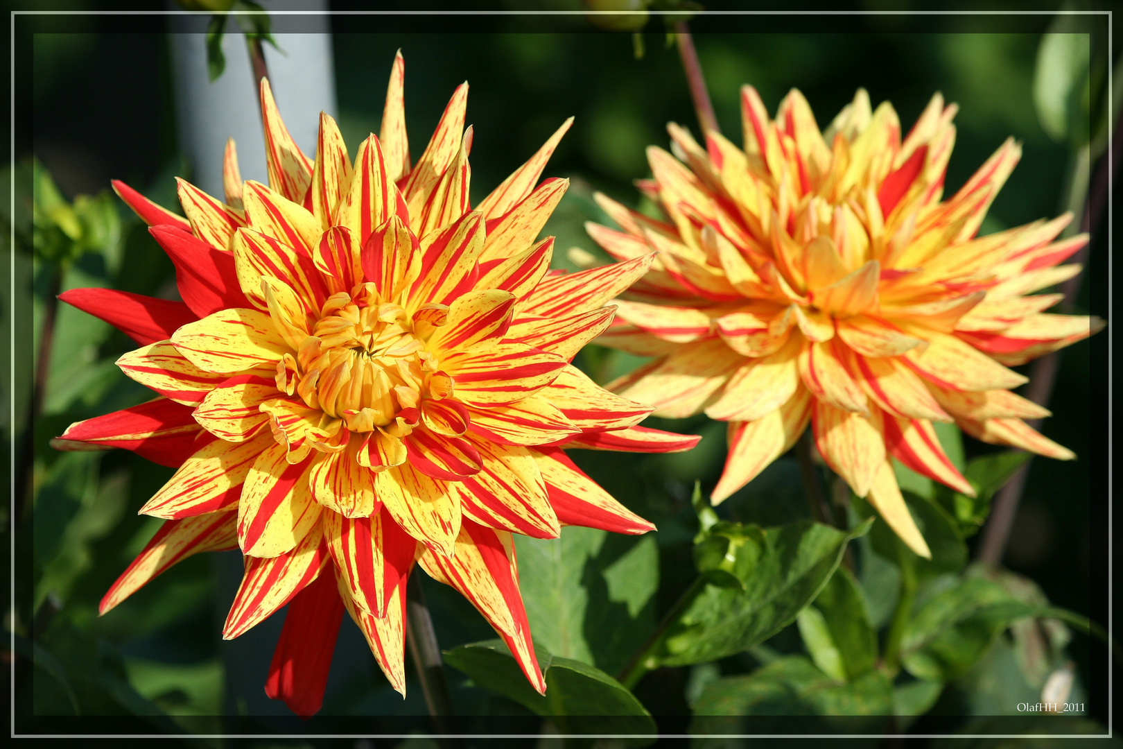 Dahlien in der Sonne