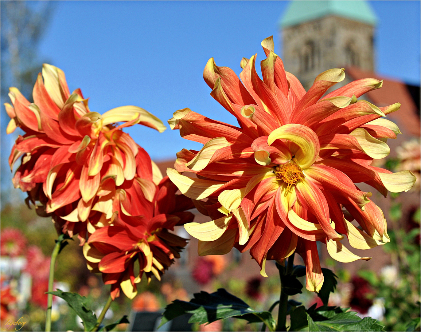 Dahlien in Hülle und Fülle