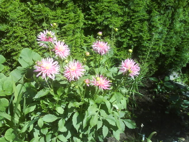 Dahlien in meinem Garten