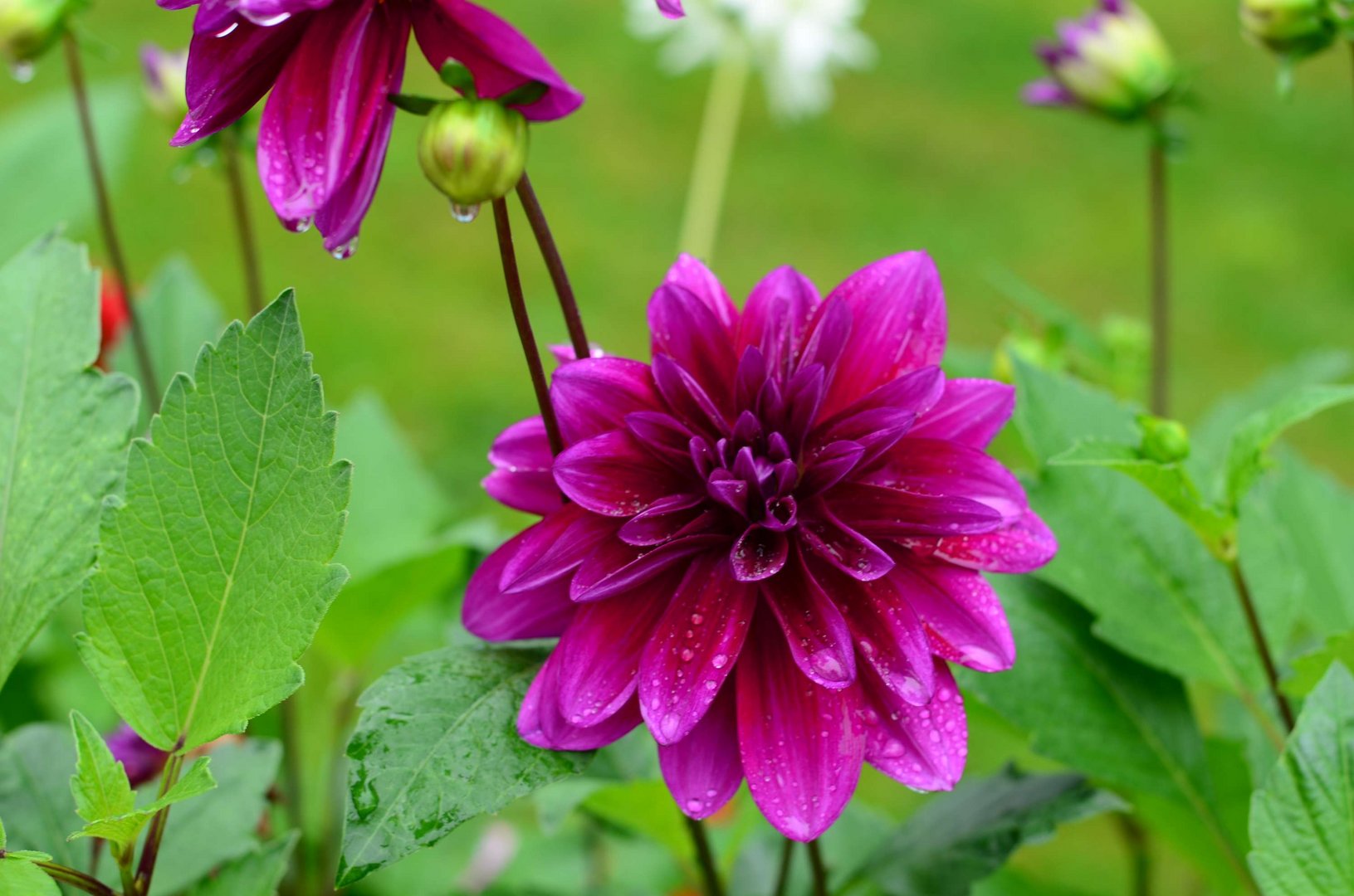 Dahlien in Nachbar´s Garten