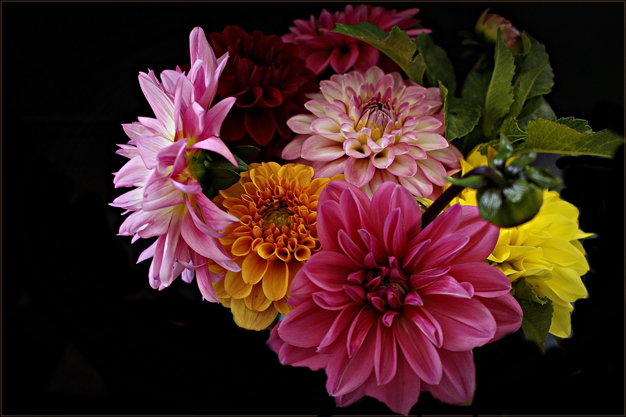 " Dahlien in prachtvollen Farben " Foto & Bild pflanzen, pilze