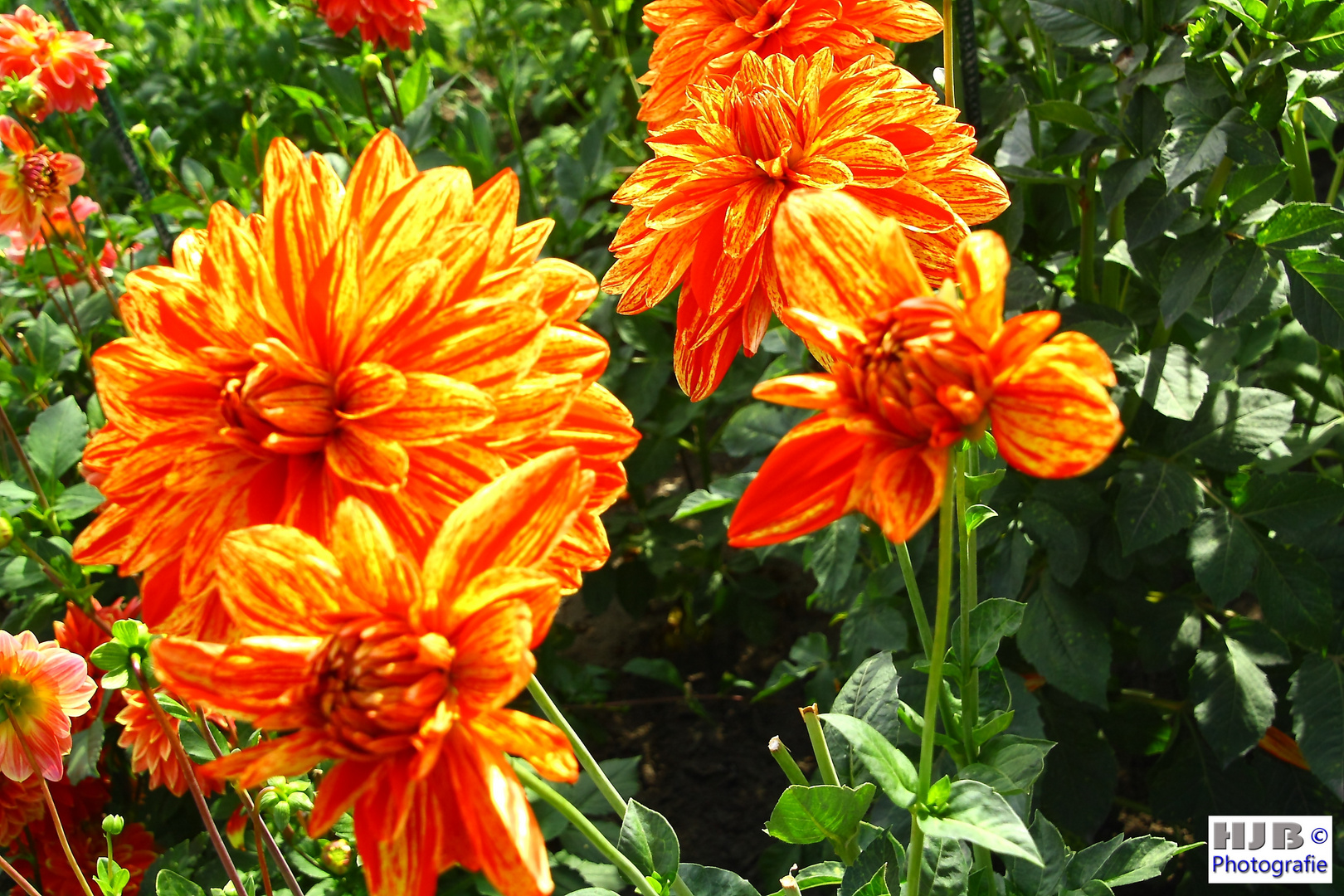 Dahlien in voller Blüte