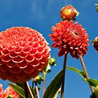 Dahlien Insel Mainau