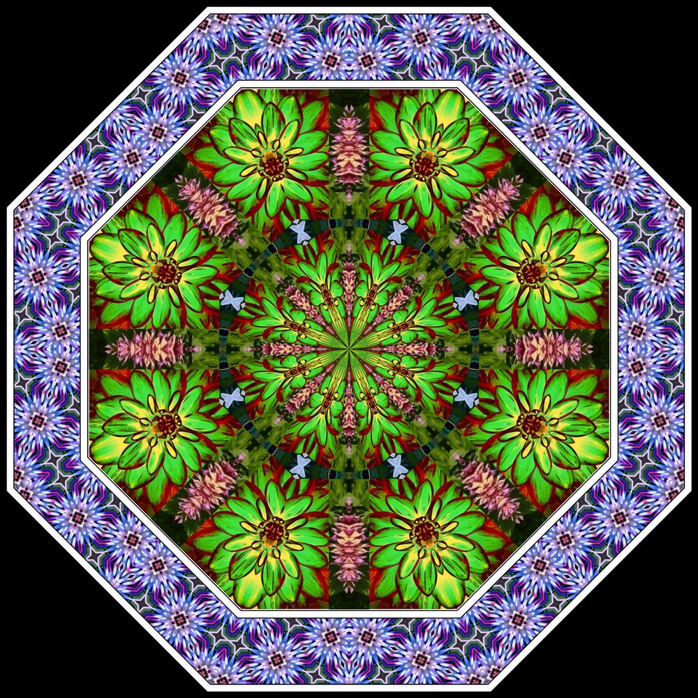 Dahlien-Kaleidoskop, gezeichnet