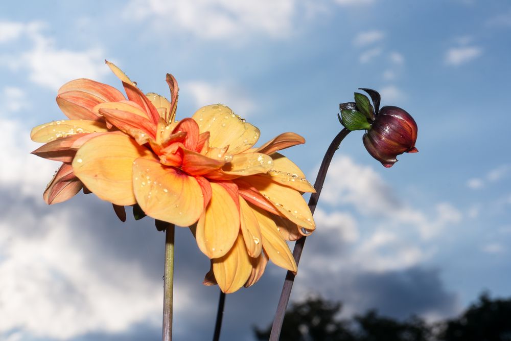 Dahlien nach dem Regenschauer