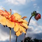 Dahlien nach dem Regenschauer