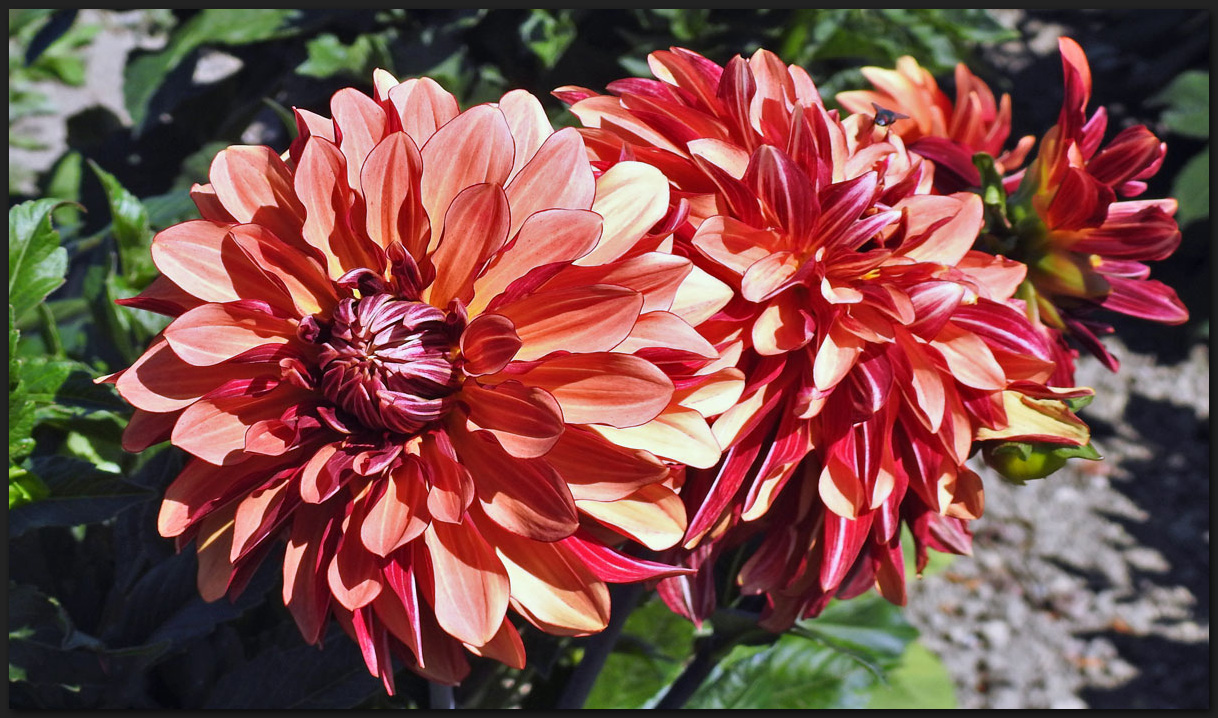 Dahlien 'reihenweise'