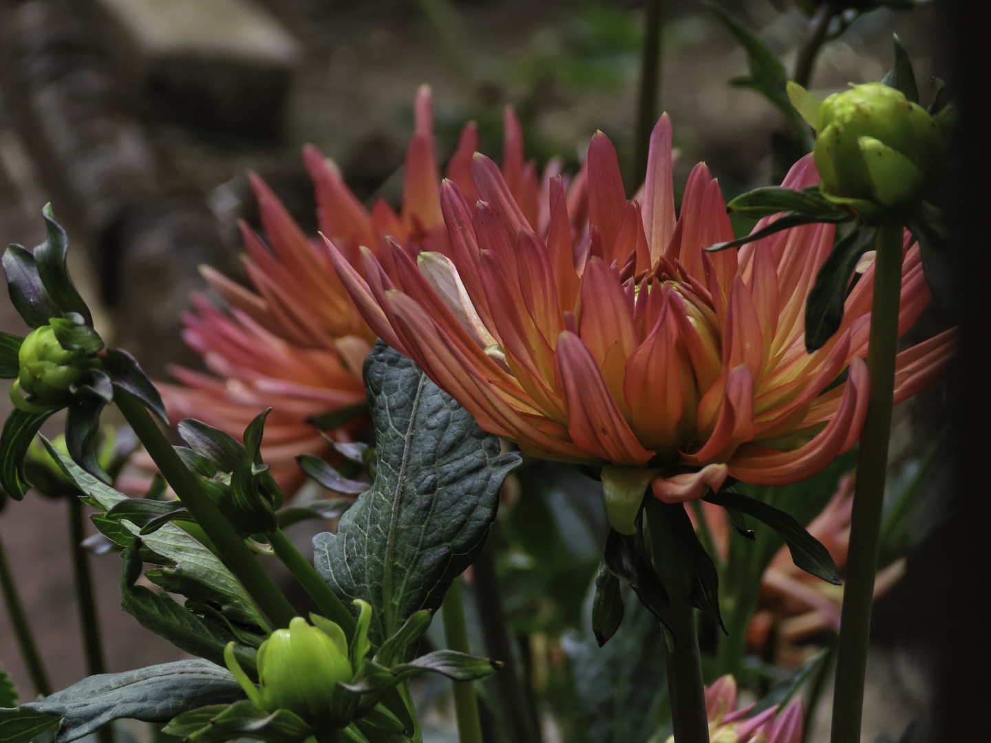 Dahlien, sie blühen bei uns zur Zeit so schöööön... Foto & Bild