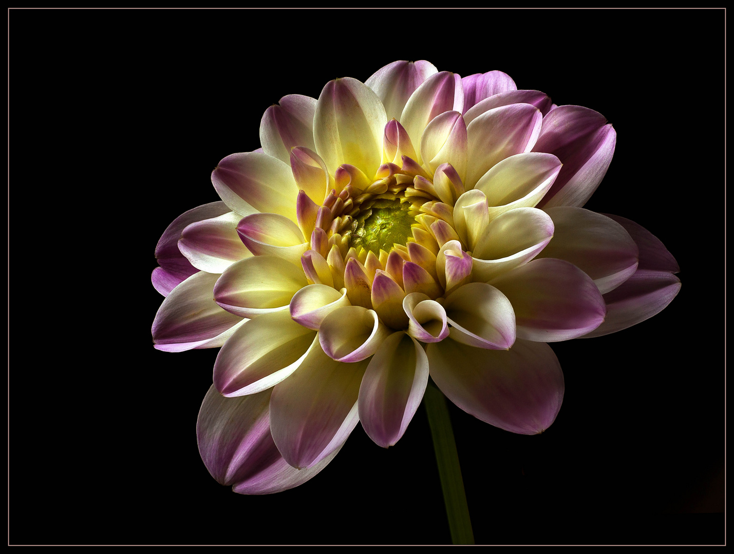 Dahlien sind ein wundervolles Geschenk der Natur - ( Stacking Bild ) 