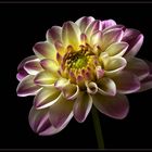 Dahlien sind ein wundervolles Geschenk der Natur - ( Stacking Bild ) 