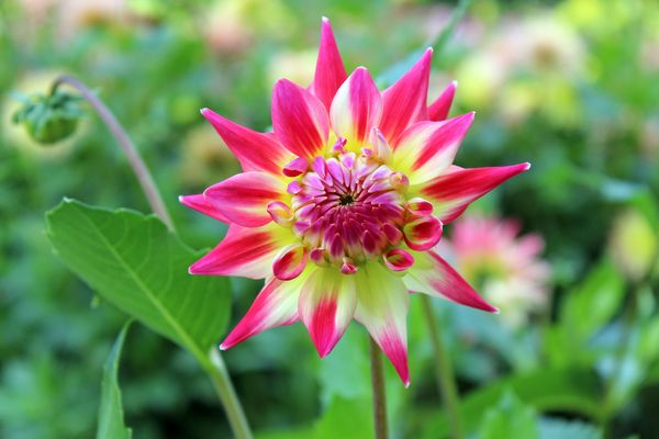 Dahlien sind meine Lieblingsblumen