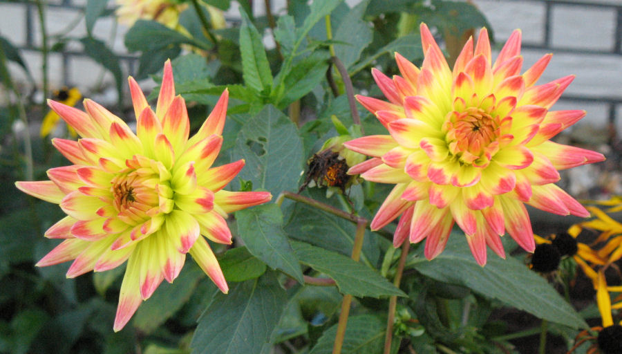 Dahlien - unerschöpflich in den Farben