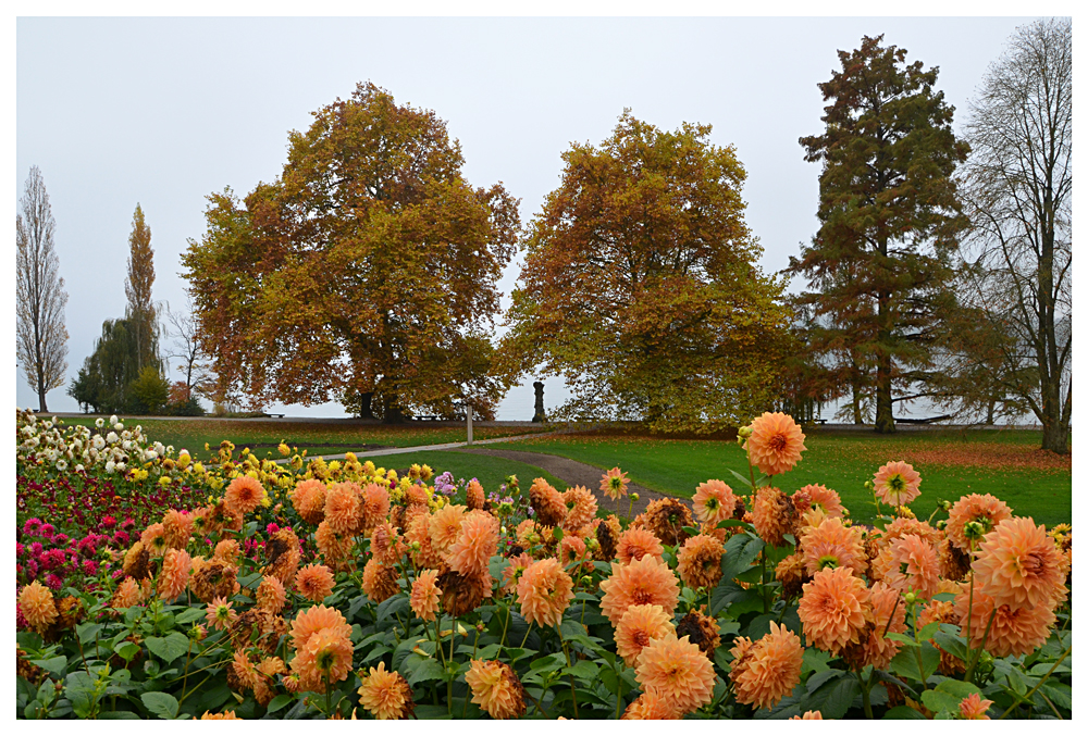 Dahlien verblühen, Mainau im November