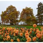 Dahlien verblühen, Mainau im November